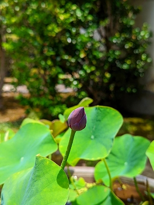 境内の蓮に蕾がつきました。