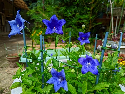桔梗の花がたくさん開きました。