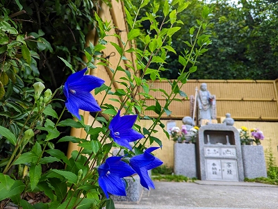 今年も無事に桔梗の花が開きました。お参りの際、少し足を止めて頂ければ幸いです。