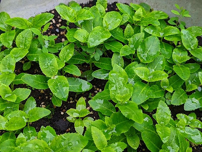 桔梗の芽が、日に日に大きくなってきています。