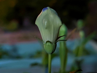 桔梗の蕾です。先の方に花の色が出てきました。