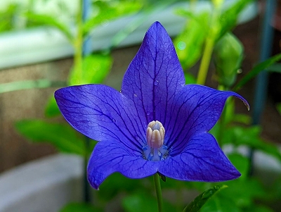 こころ待ちにした、桔梗の花が咲きました。