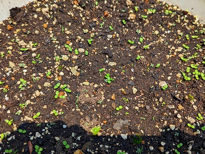 種蒔きをしてから19日目です。やっと芽が出てきました。