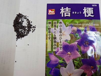 桔梗の種植えを行いました。