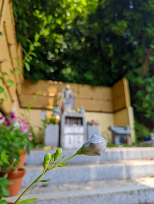 そろそろ桔梗の花が開く時期です。綺麗な花を見れることが心待ちにしています。