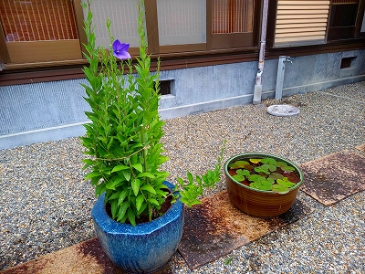 水子供養の数珠掛け地蔵尊前の桔梗に続き、玄関前の鉢植えの桔梗も花が開きました。