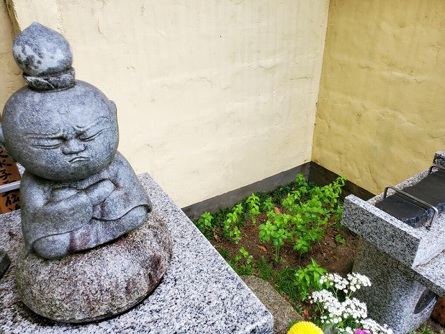 境内に根付いた桔梗が今年も育ってきました。