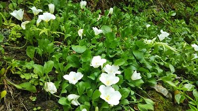 【京都宇治・宝善院】初夏に咲く花が開きました。