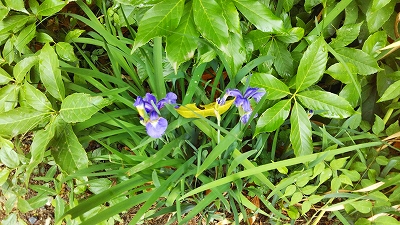 【京都宇治・宝善院】水子供養のお地蔵様の下にある一寸菖蒲に花が開きました。