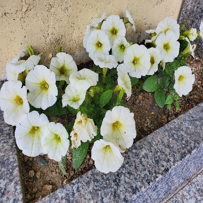 【京都宇治 宝善院】水子供養・数珠供養のお地蔵さま周りの花。