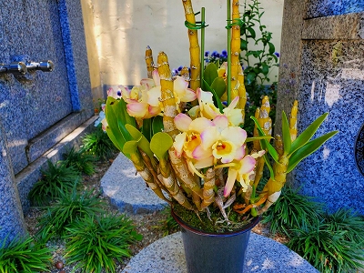【京都宇治・宝善院】レンドロビウムの花が咲きました。